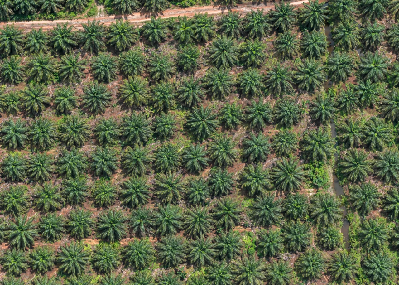 Luftaufnahme landwirtschaftlicher Flächen zur Veranschaulichung eines Kartierungsarbeitsbereichs